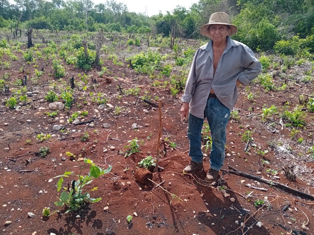 Su terreno está inscrito en el programa "Sembrando Vida" del Gobierno Federal