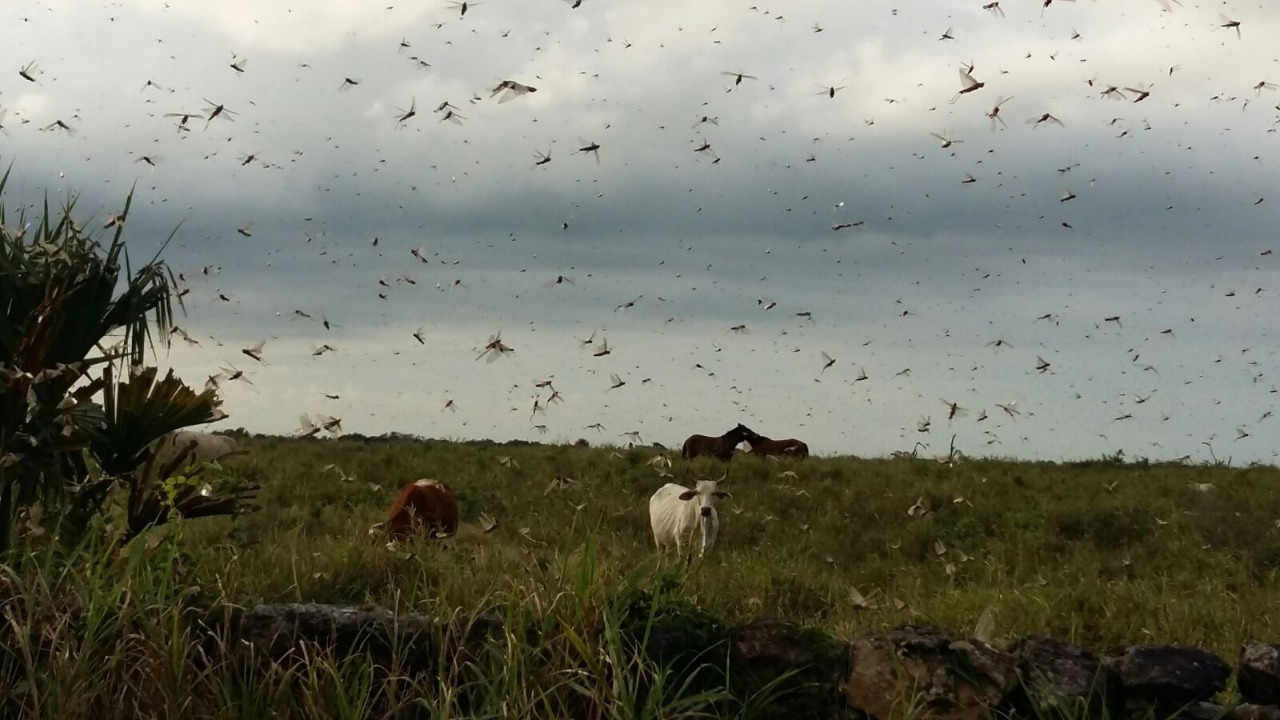 Plaga de langostas alerta al Oriente de Yucatán; campesinos temen daños en sus milpas