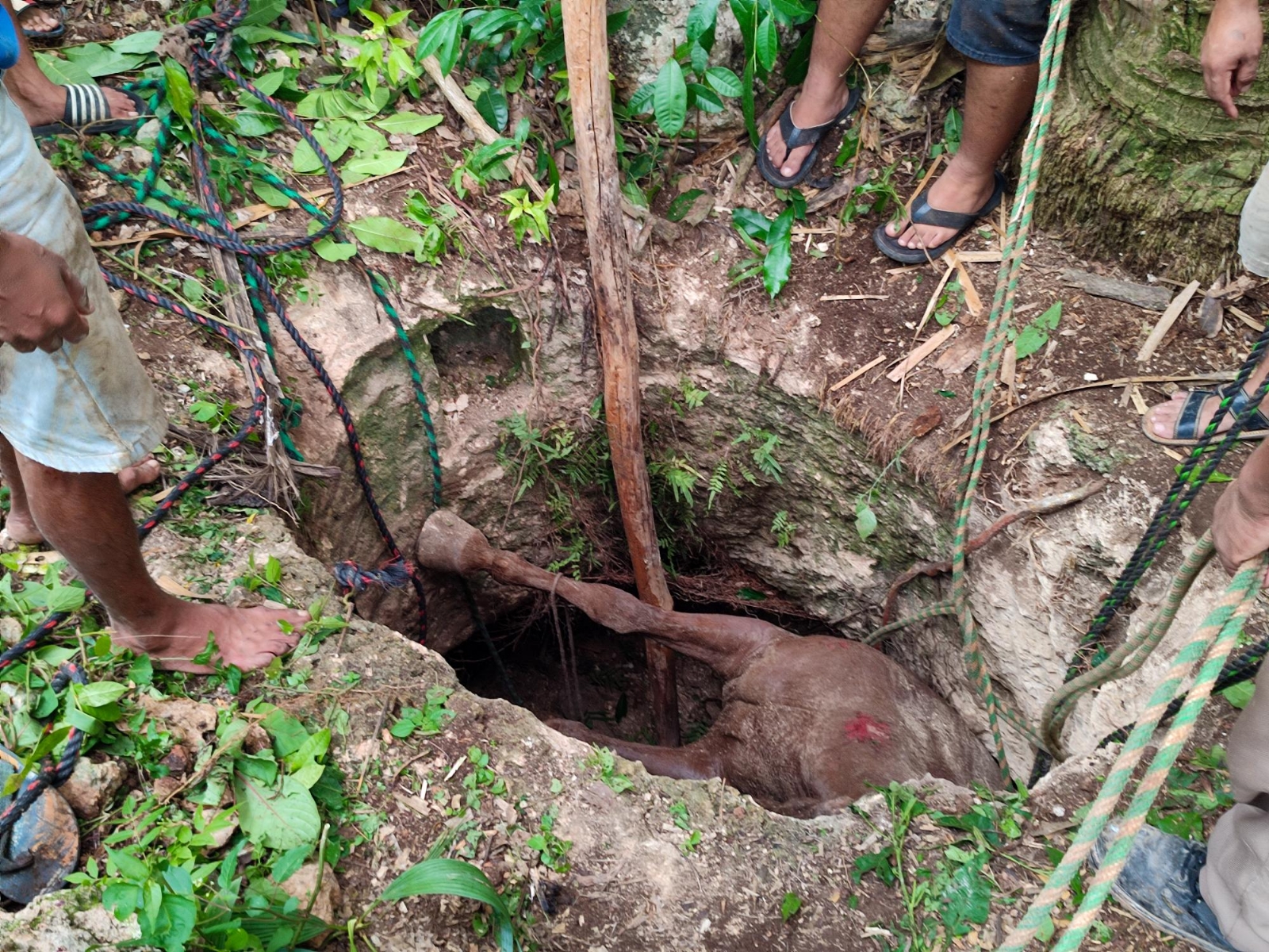 Rescatan a yegua tras caer dentro de un pozo de 2 metros de profundidad en Peto