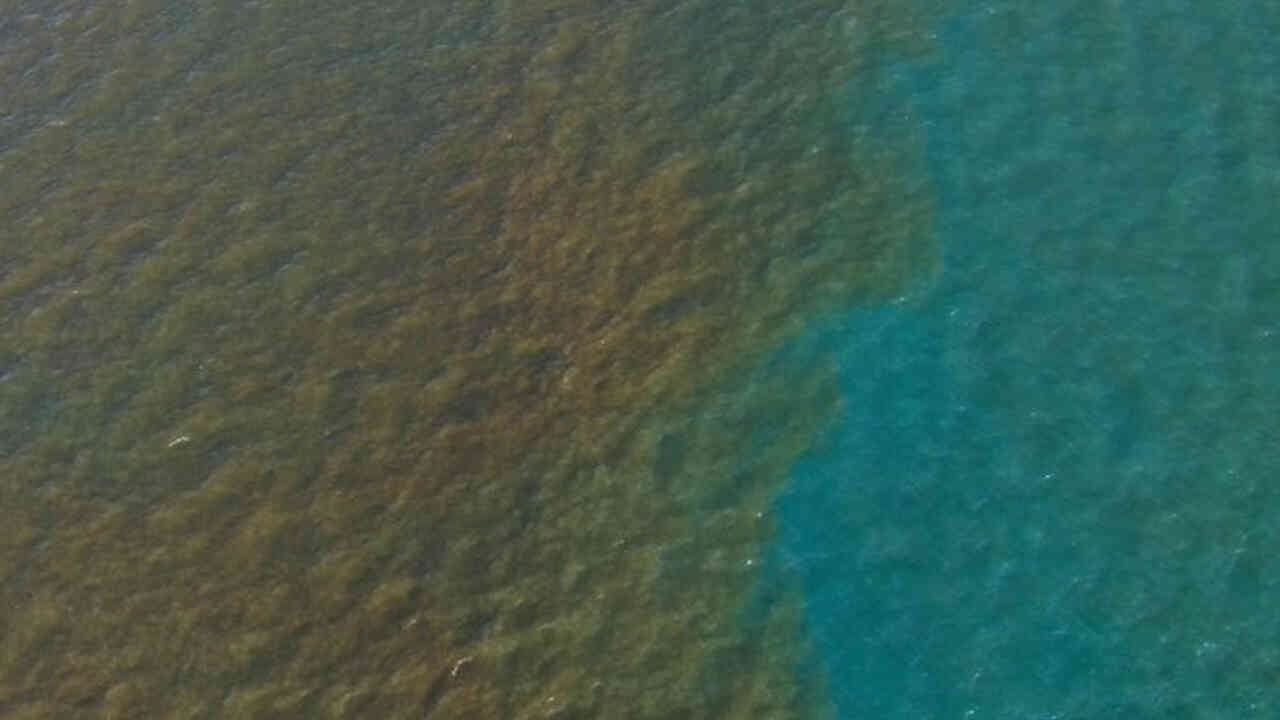 Se están realizando muestreos tanto en la orilla de la playa como mar adentro para garantizar la tranquilidad de las familias