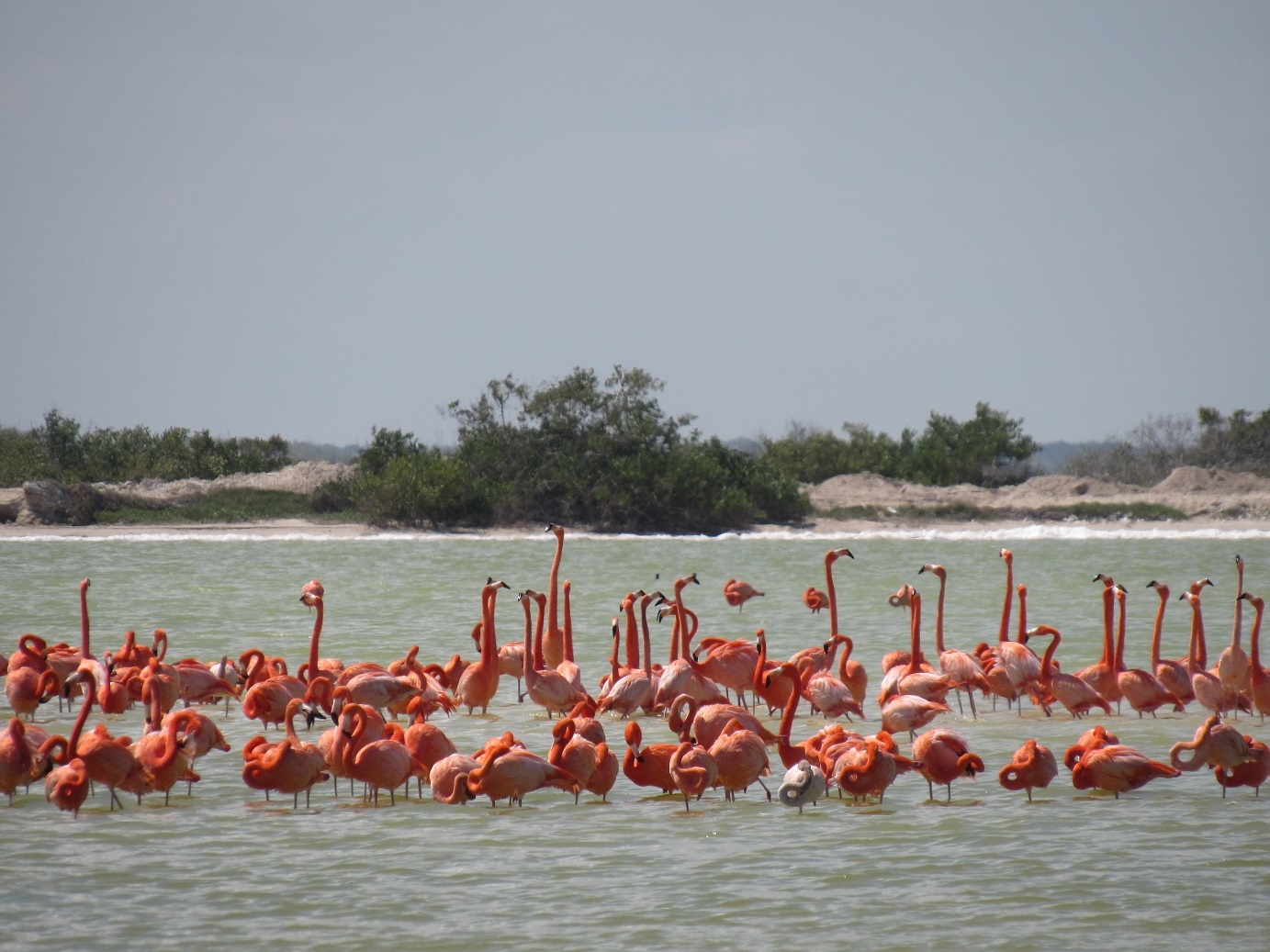 Biólogo culpa a guías de turistas por la disminución de flamencos en Río Lagartos