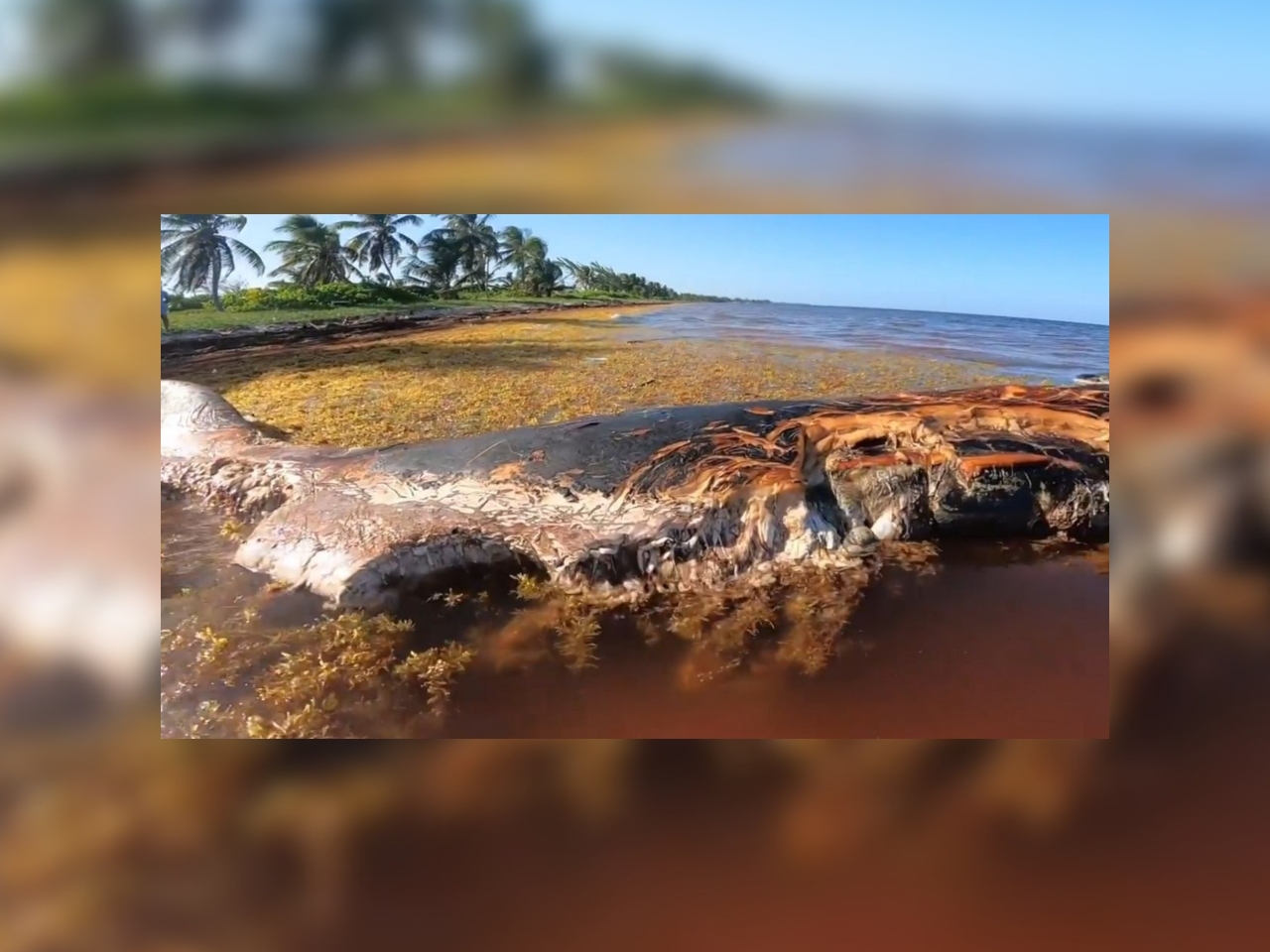 Los restos de la ballena no podrán ser retirados debido al peso y al estado de los mismos, mientras investigarán las causas de la muerte y posterior recale en Mahahual