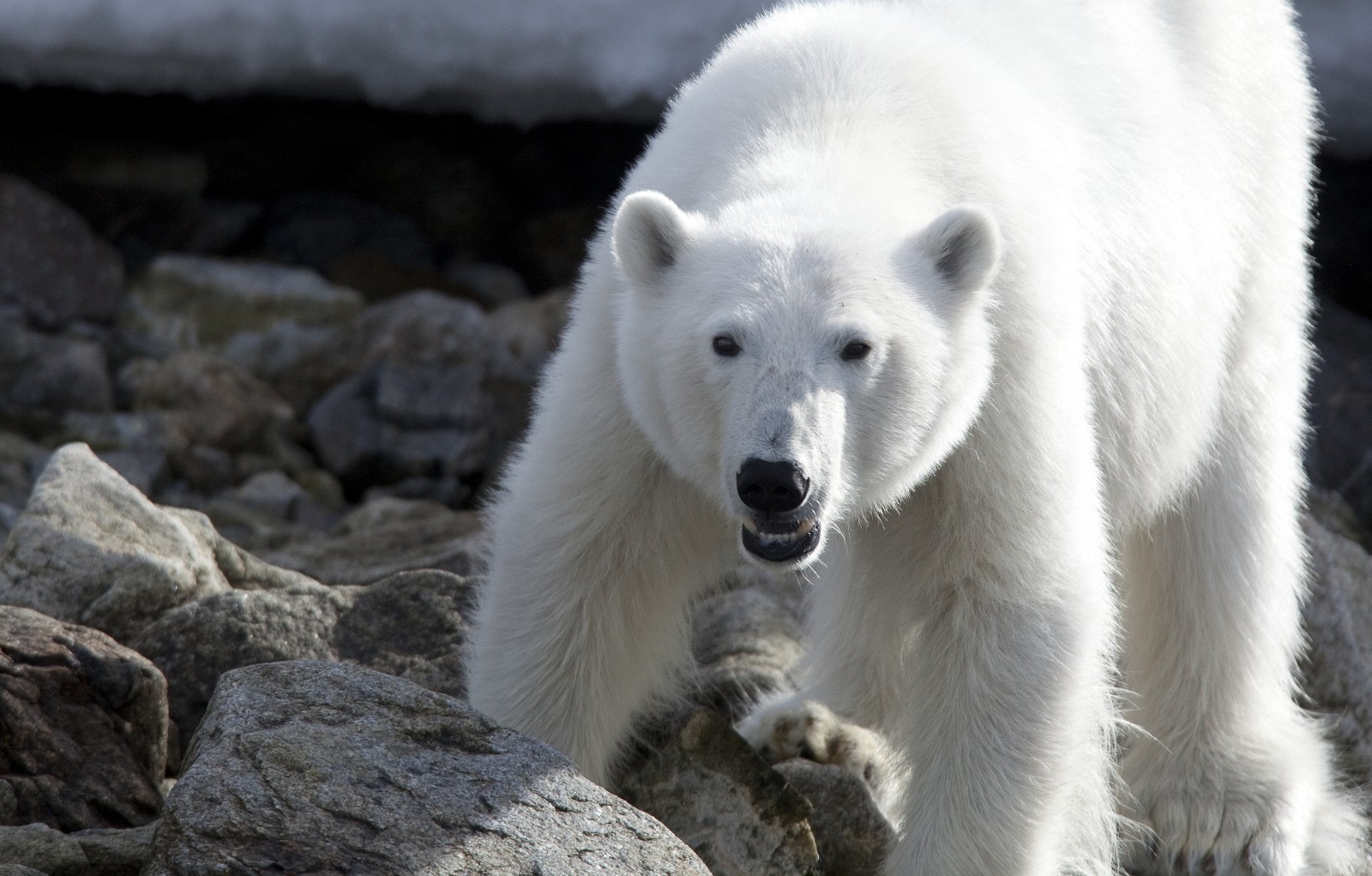 Oso polar pide ayuda a un humano para que le quitara una lata del hocico: VIDEO