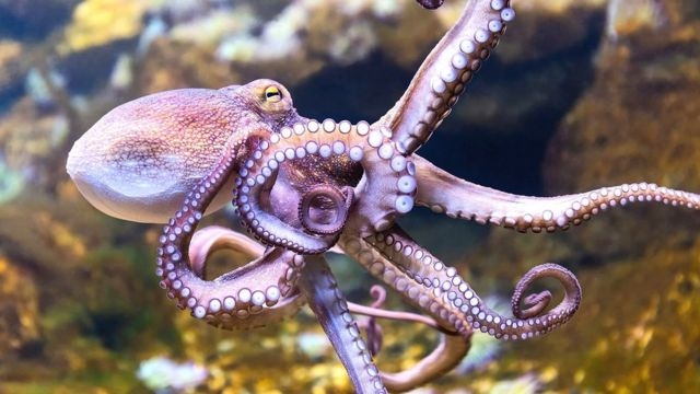 ¿Qué es un pulpo y sus características?