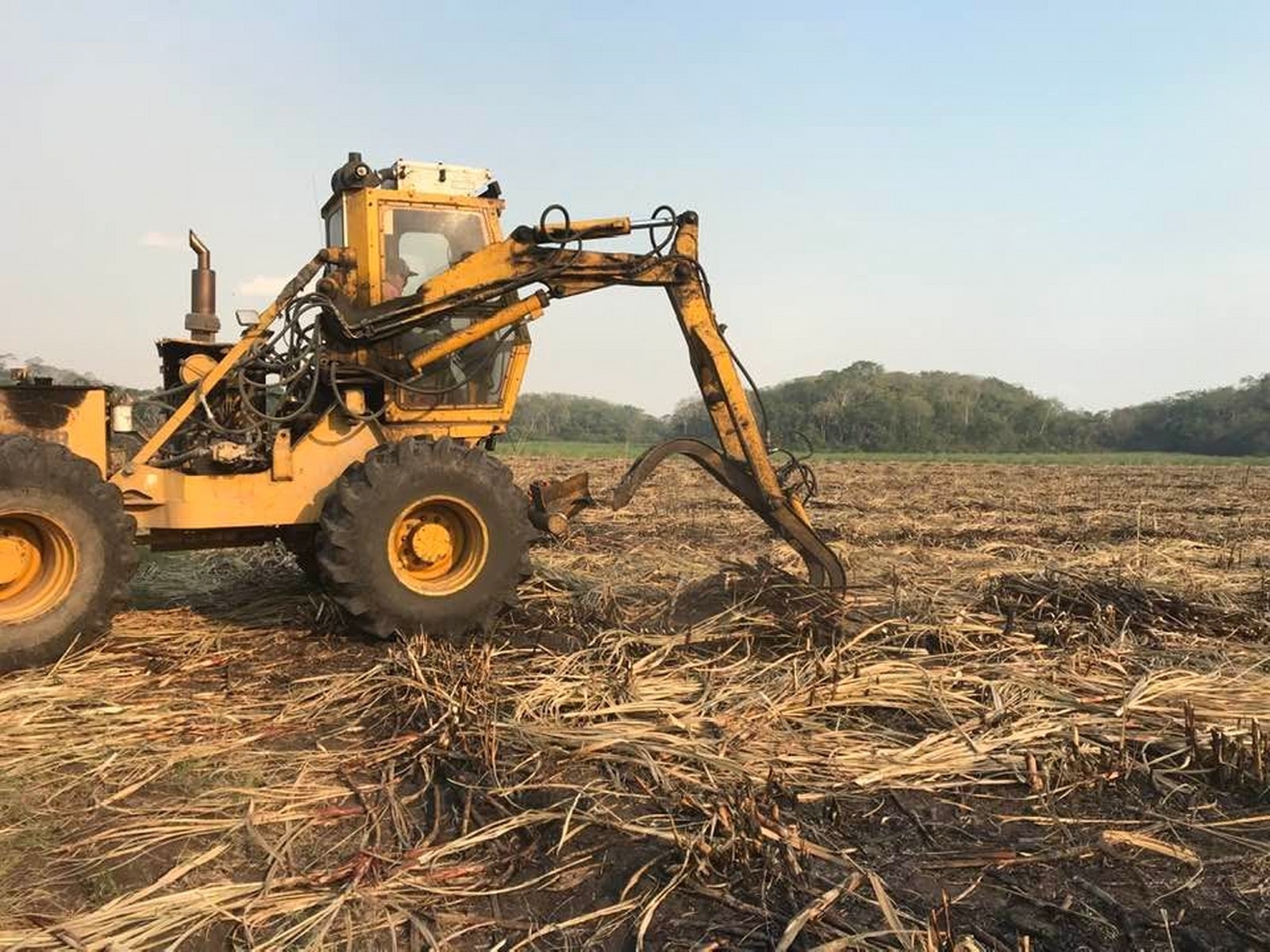 Zafra de caña de azúcar en Quintana Roo, por debajo de la meta establecida