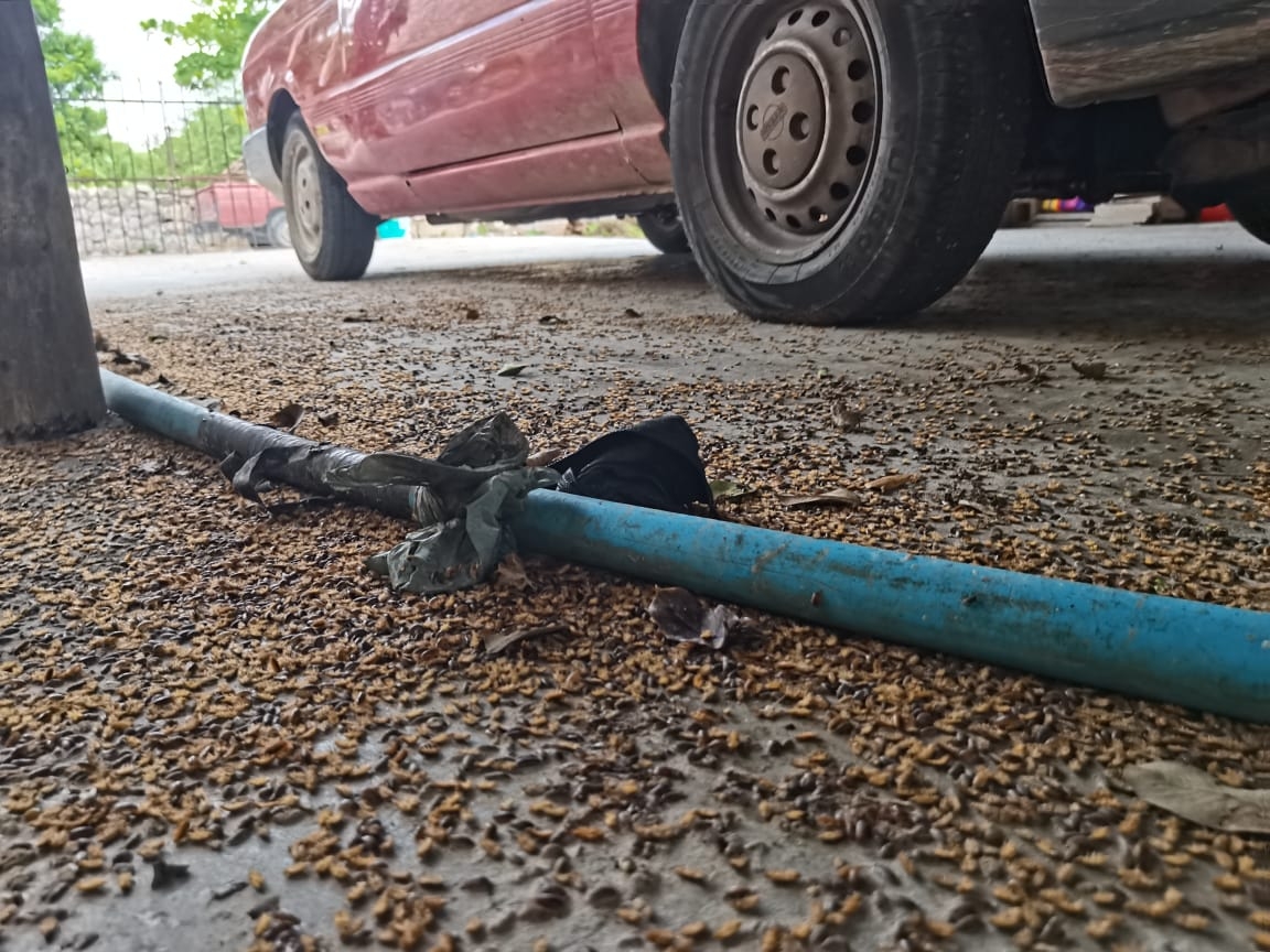 Lluvias causan invasión de cochinillas en viviendas de Xcunyá en Mérida