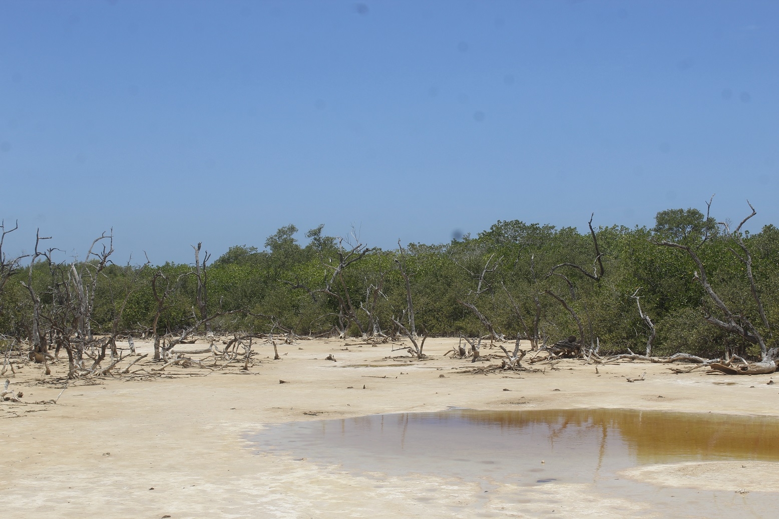 Algunos sistemas ya presentan rasgos de desertificación que provocan cambios en el suelo.