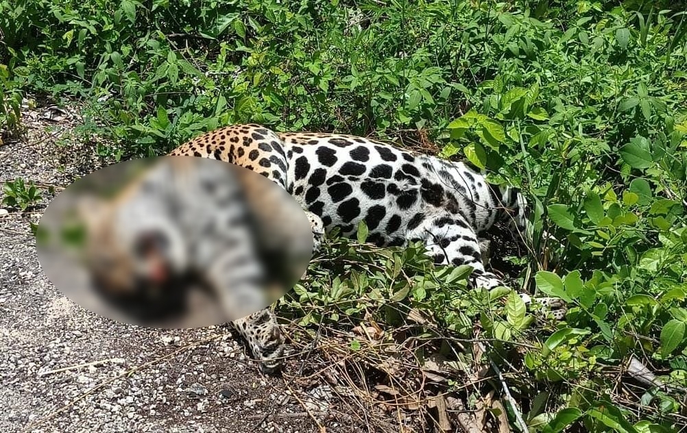 El jaguar muerto en Carrillo Puerto fue retirado del sitio luego de que se reportara el hallazgo del mismo por automovilistas de la zona