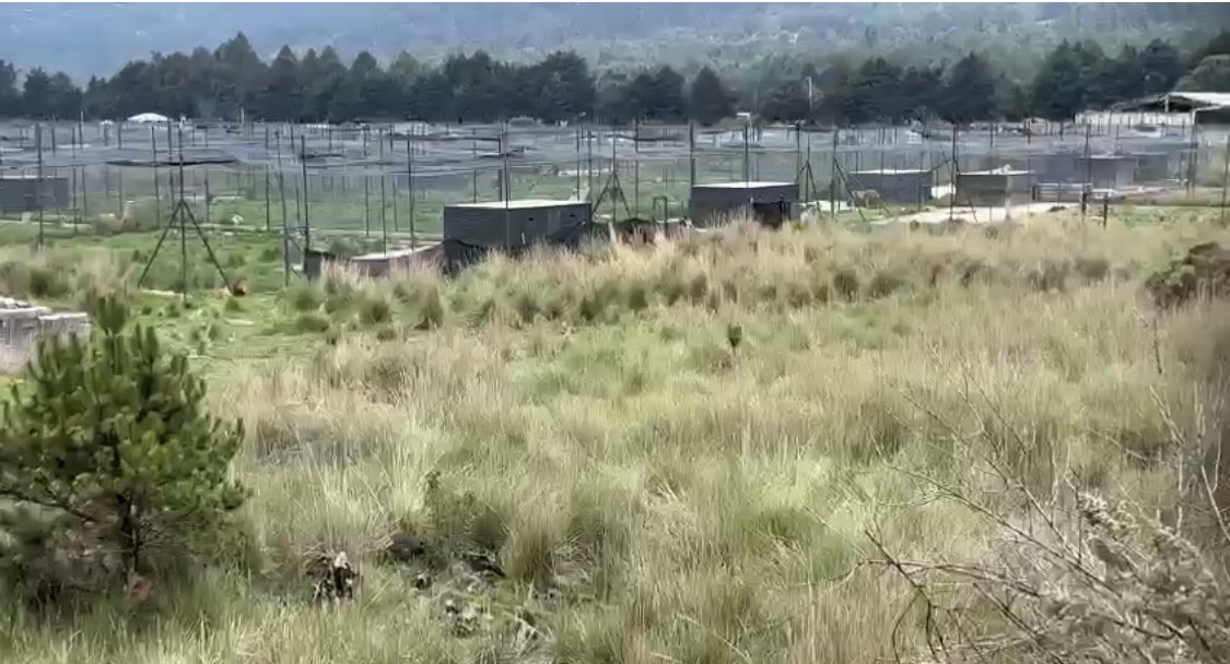 En el lugar los felinos han sido maltratados. Foto: Especial