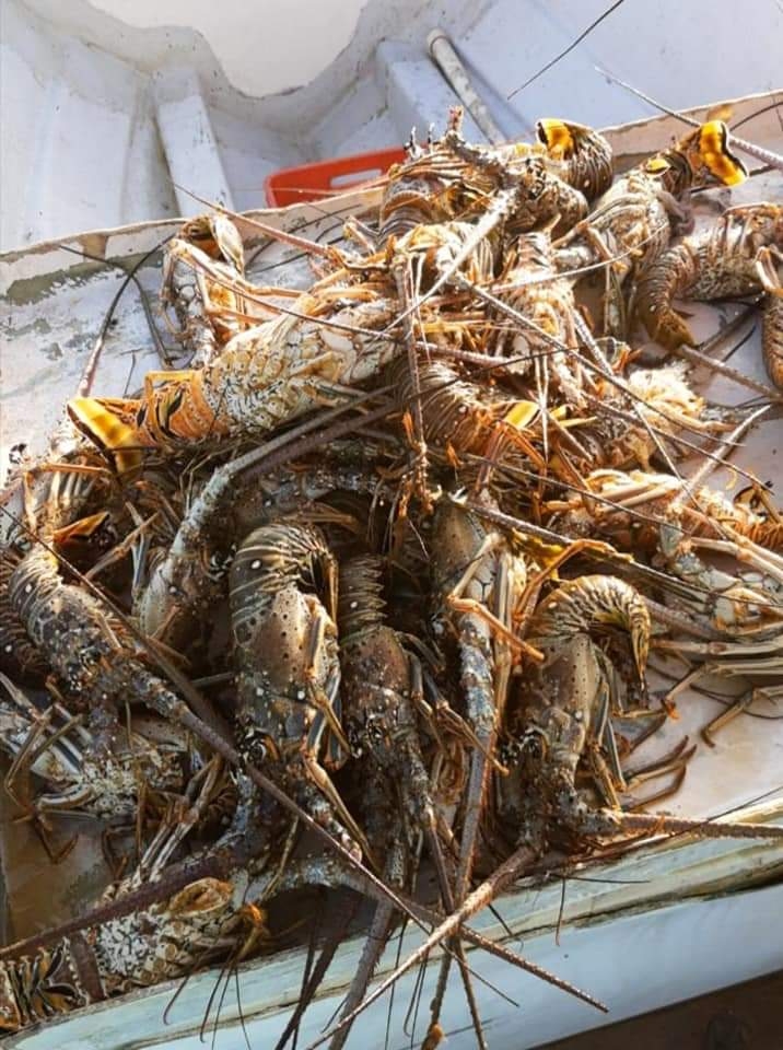 Temporada de langosta, un alivio para la economía de los pescadores de El Cuyo