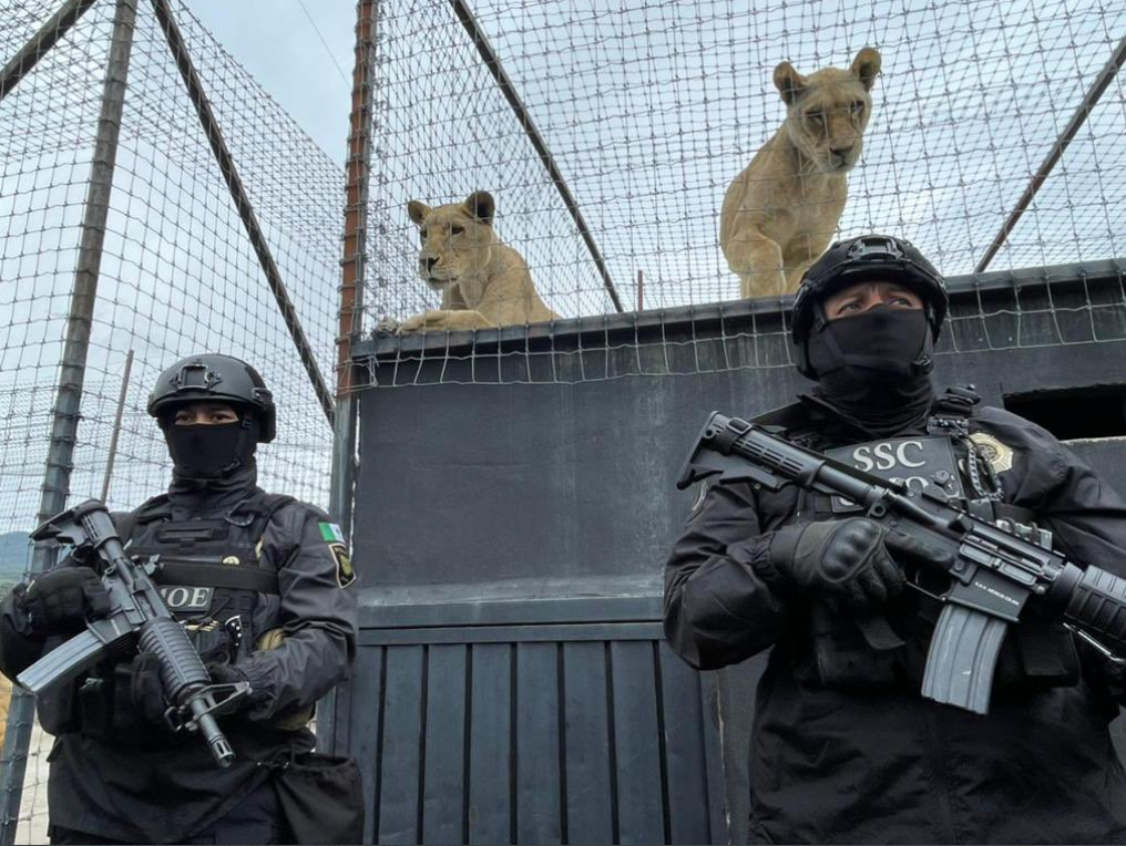 SSC de la CDMX resguarda predio con leones maltratados