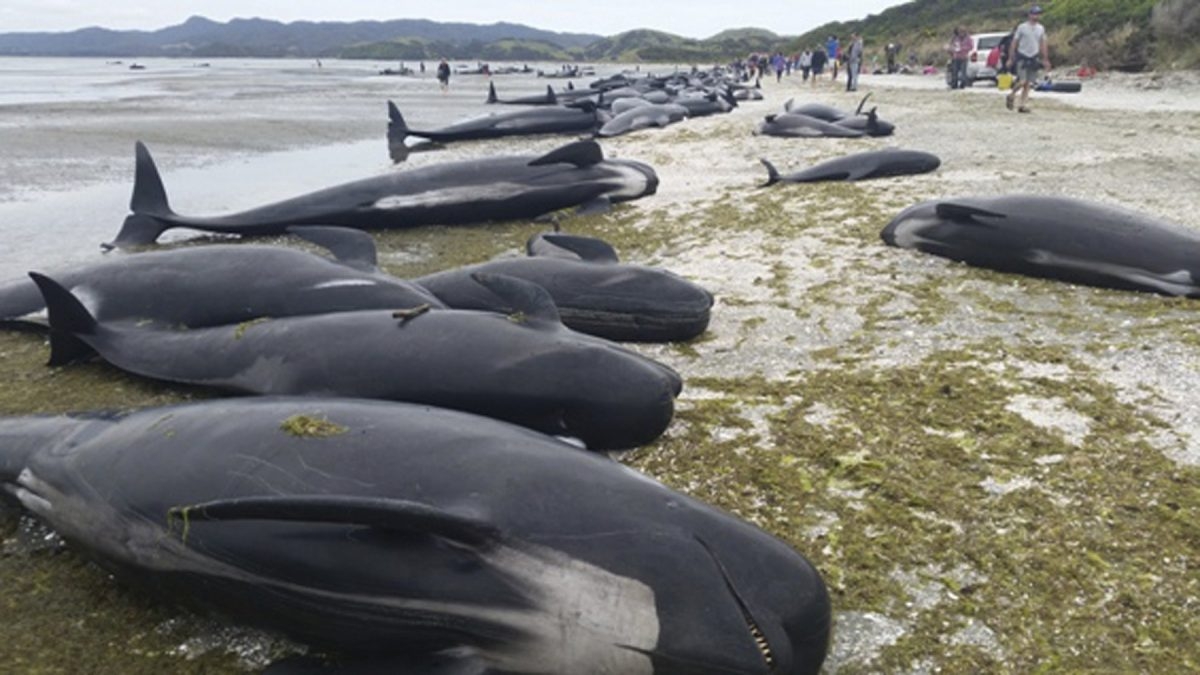 Mueren 50 ballenas piloto que quedaron varadas en Islas Vírgenes Británicas