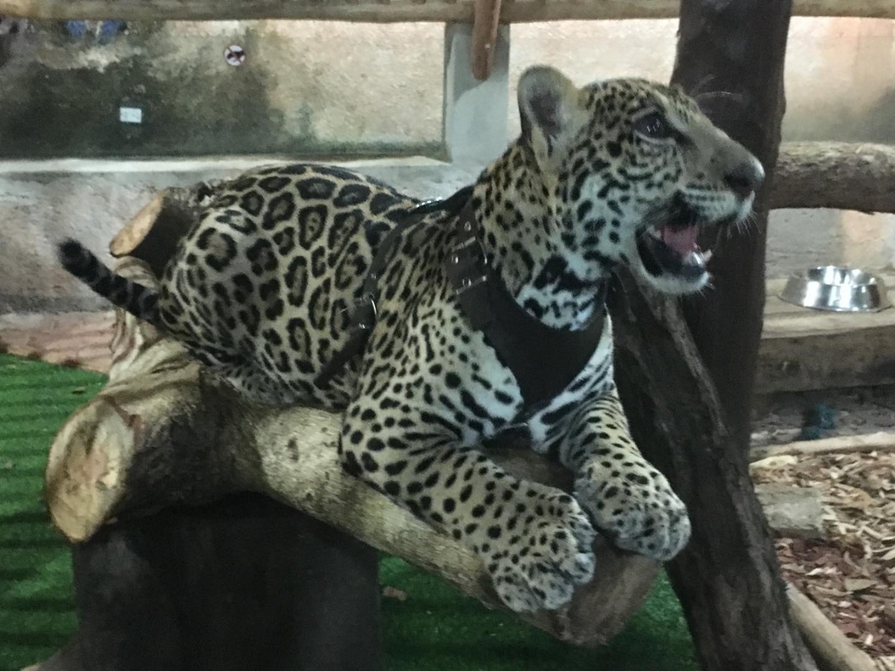 Una de las especies silvestres que estaban dentro de Animalandia en Playa del Carmen son cachorros de jaguar y tigre