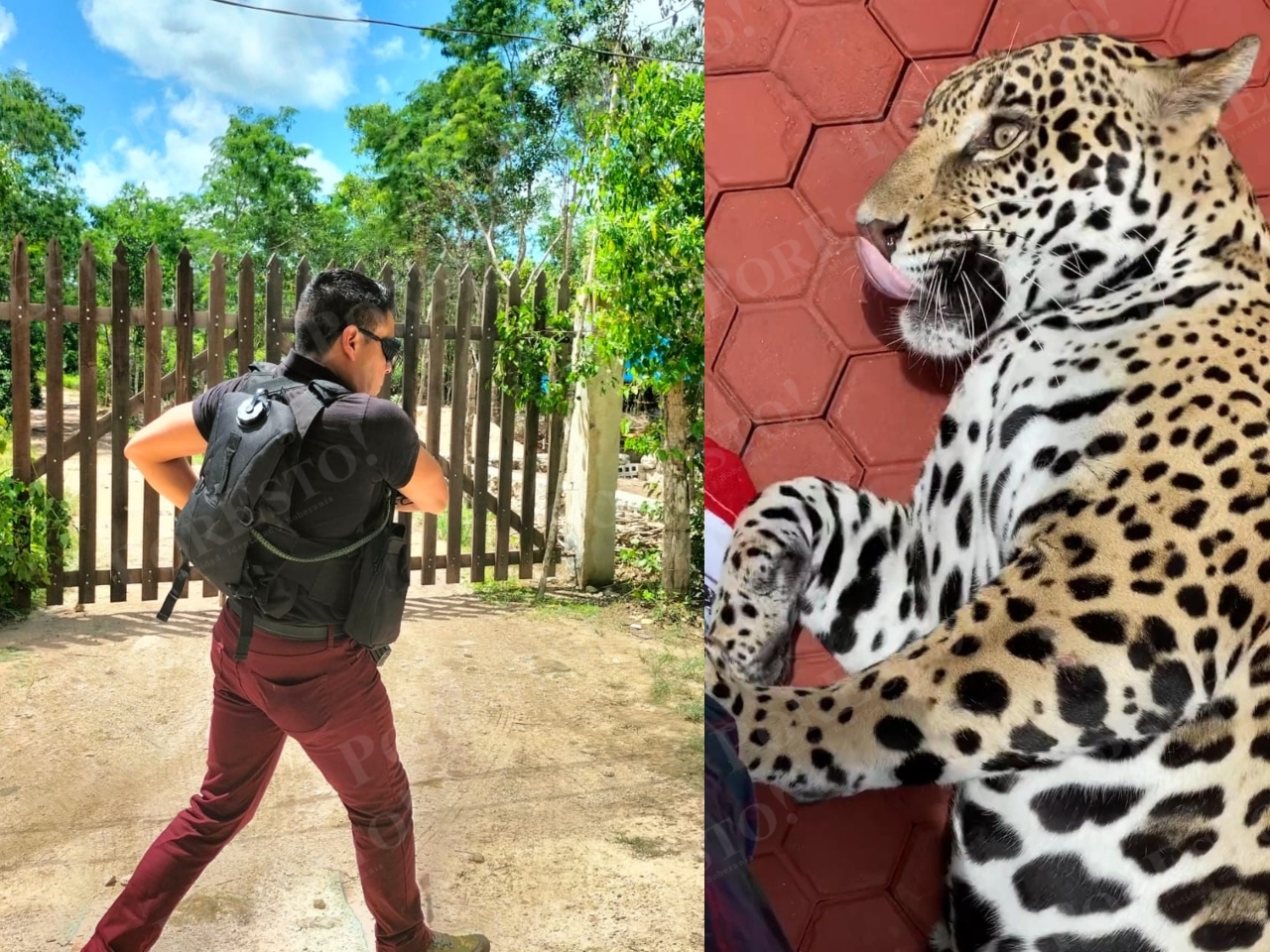 El jaguar fue sacado de la vivienda en la colonia 'las Fincas' de Cozumel por agentes de la FGE Quintana Roo