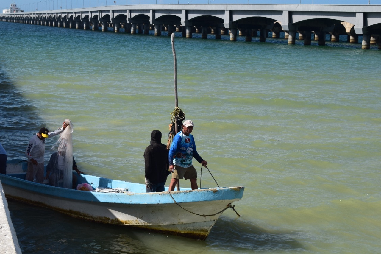 Pescadores de Progreso buscan alternativas en captura de otras especies por la marea roja