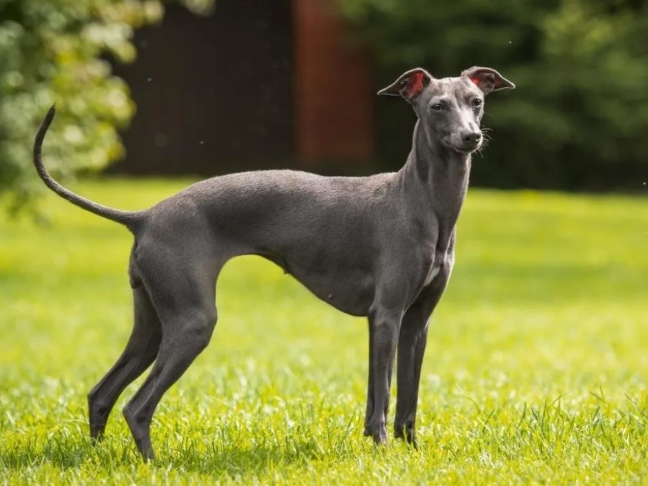 Perro galgo se contagia de la viruela del mono en Francia