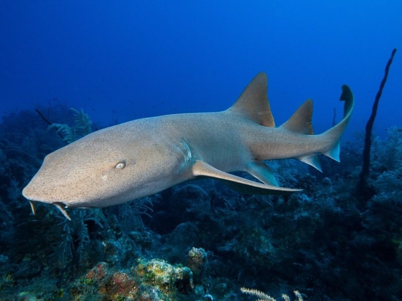 El tiburón gato no suele encontrarse en las orillas de la playa de Yucatán
