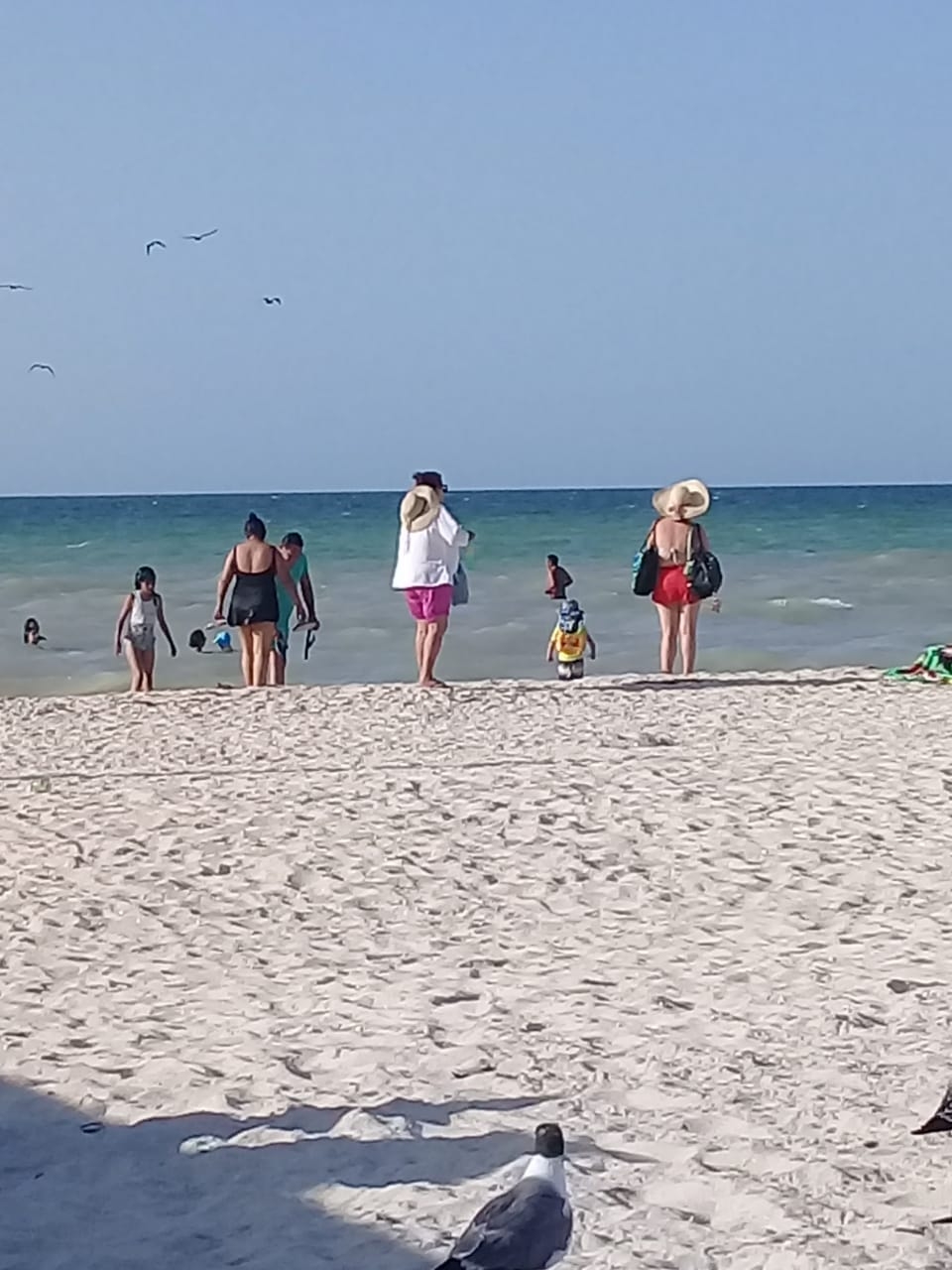 El agua de Sisal se encuentra limpia de marea roja actualmente