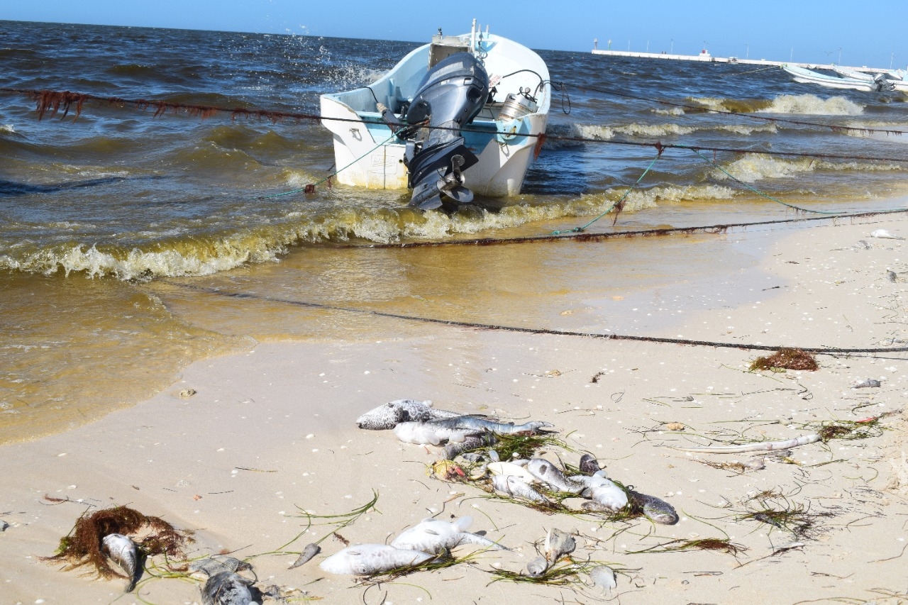 Marea roja cubre 50 kilómetros de la costa de Progreso: EN VIVO