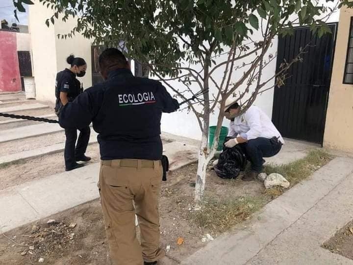 Detienen a joven que se comía un perro en plena calle en Ciudad Juárez