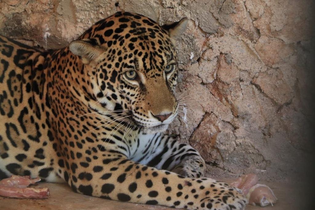 La presencia del felino contribuirá a que se siga fomentando la educación ambiental