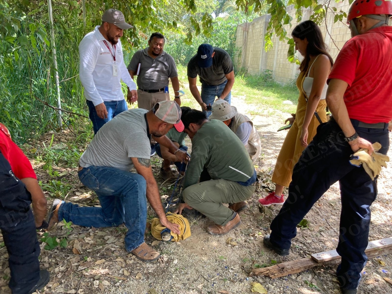 El cocodrilo fue llevado a una zona no revelada de Chetumal para ser liberado tras su rescate, para evitar su caza furtiva