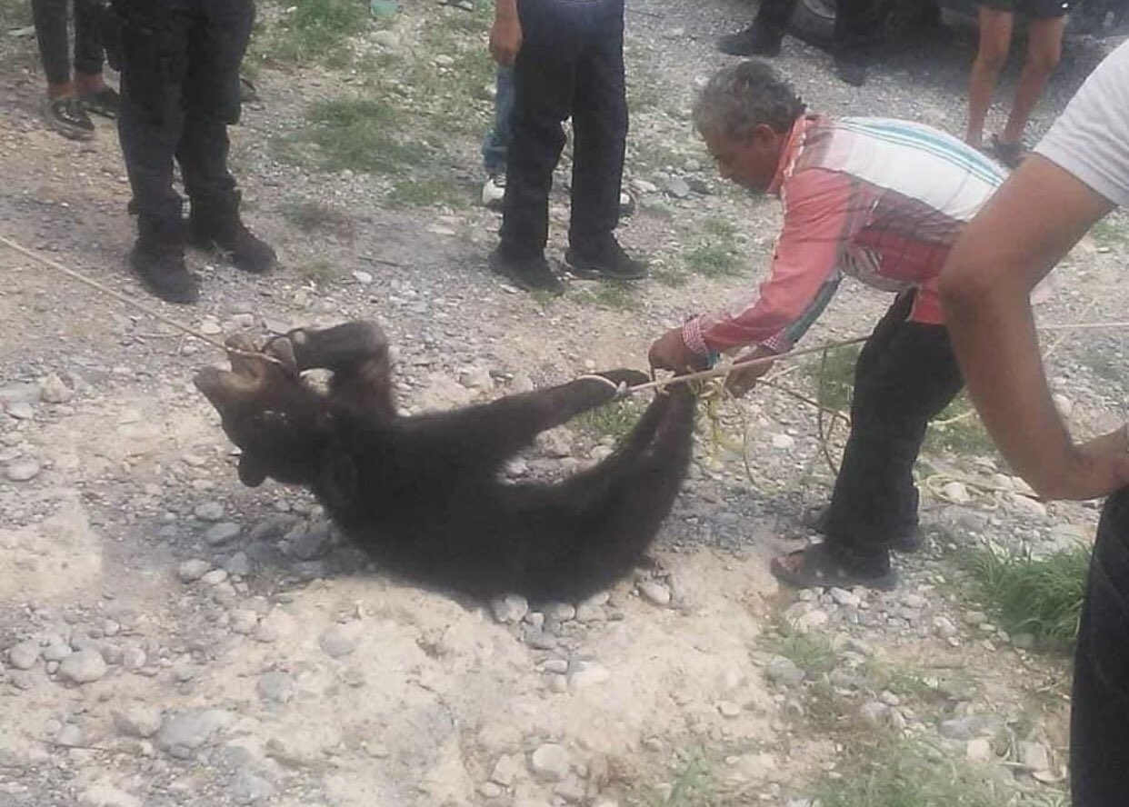 Policías y habitantes de Coahuila matan a oso negro de 4 meses