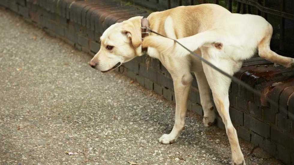 Perrito crea obra de arte al hacer pipí en la calle: FOTO