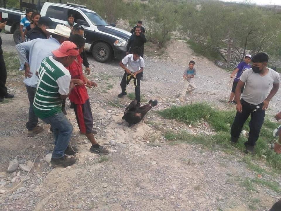 Profepa presenta denuncia contra los responsables de matar a un oso negro en Castaños, Coahuila