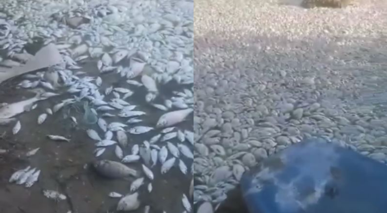 Aparecen cientos de peces muertos en la Laguna México en Mexicali: VIDEO