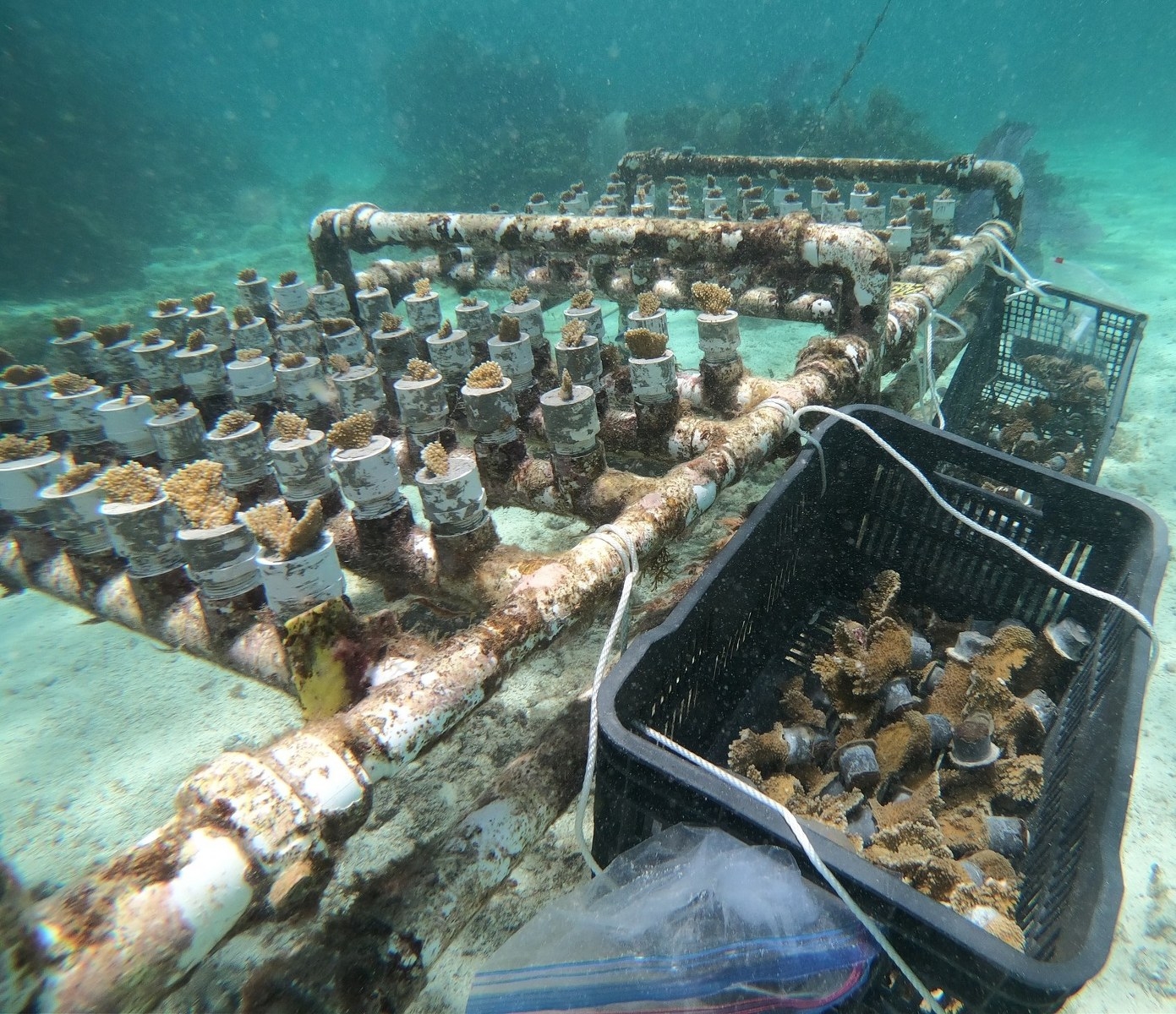 Reforestan áreas del Arrecife Ixlaché en Isla Mujeres dañadas por el síndrome blanco