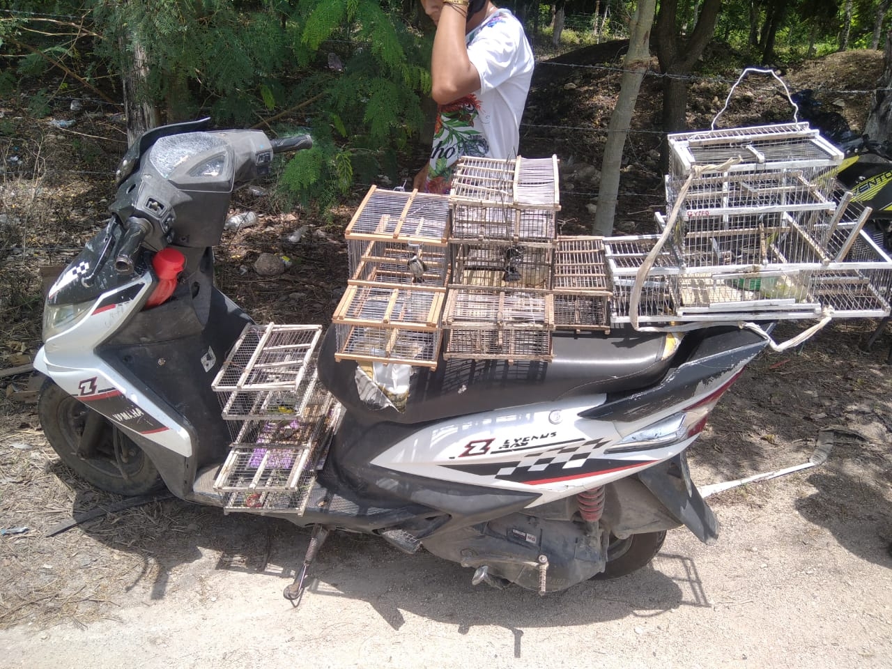 Los jóvenes habían atrapado varias aves dominico