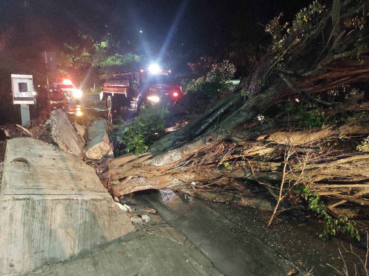 Cerca de 16 árboles que cayeron a causa de las fuertes corrientes de aire