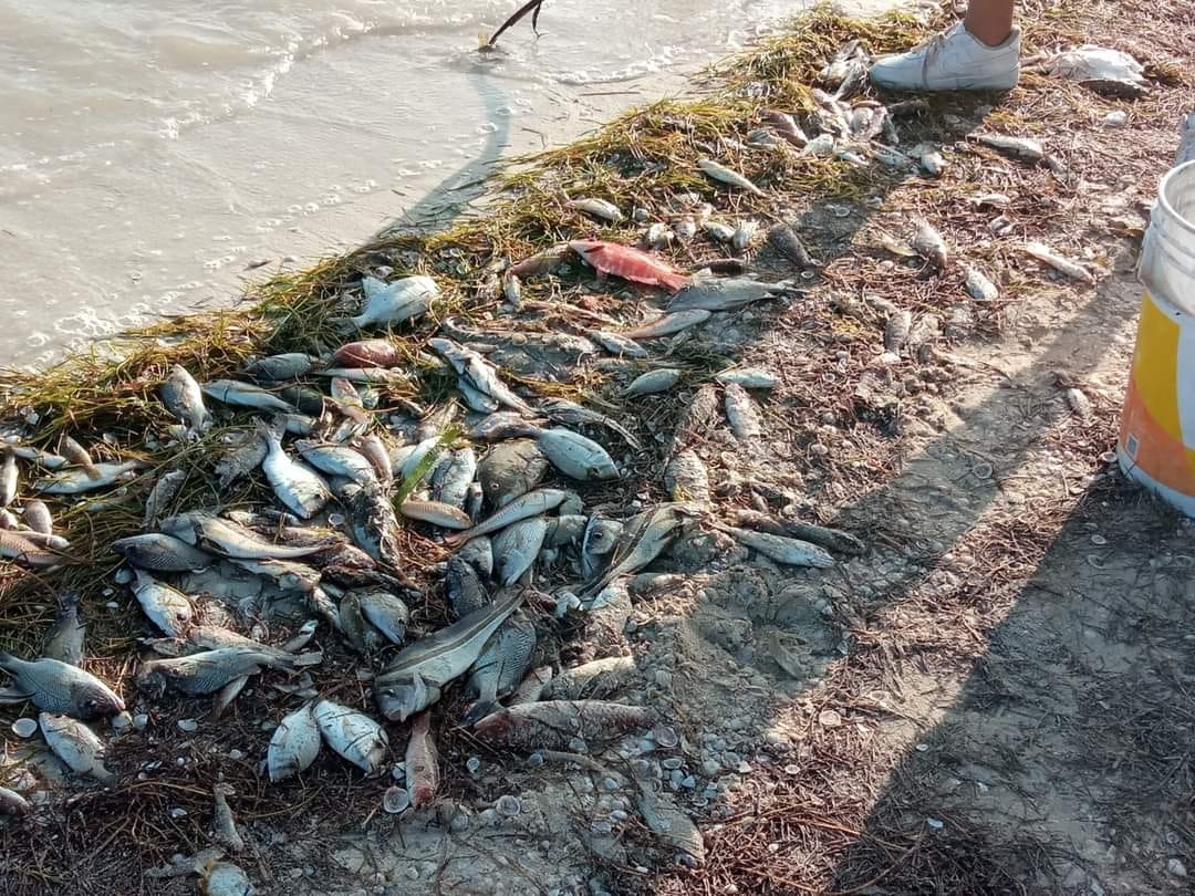 Bañistas recogen especies marinas en playa de Yucatán que recalan por la marea roja