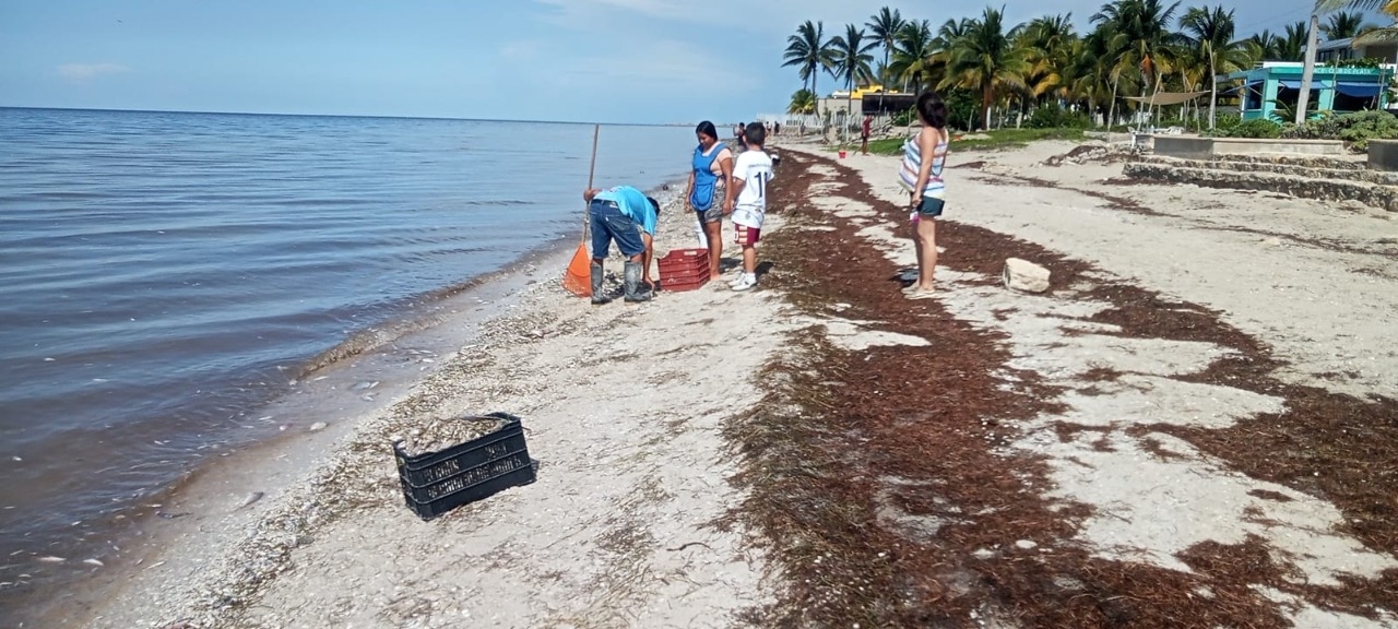 Voluntariados se unen para la limpieza de playas de San Crisanto, Yucatán