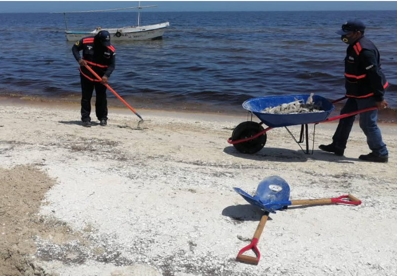 Mantienen tareas de limpieza y vigilancia en zona de marea roja en Yucatán