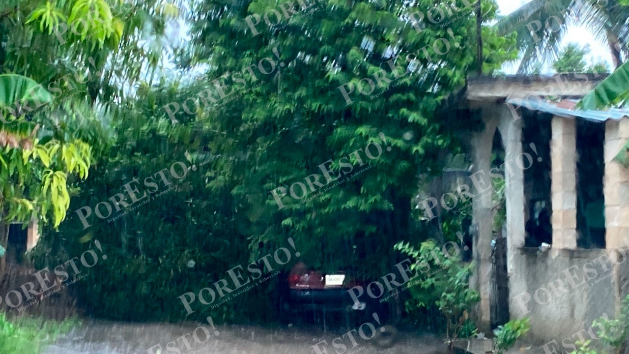 Un auto quedó aplastado bajo un árbol. Foto: Alejandro Colli