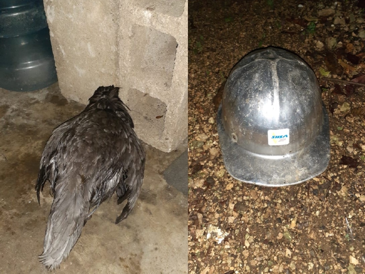 El hombre que cometió el acto de zoofilia en Carrillo Puerto dejó su casco olvidado en el corral de las gallinas, en un predio perteneciente a una señora