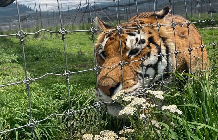 Más de la mitad de los felinos del refugio Back Jaguar-White Tiger han sido reubicados en zoológicos