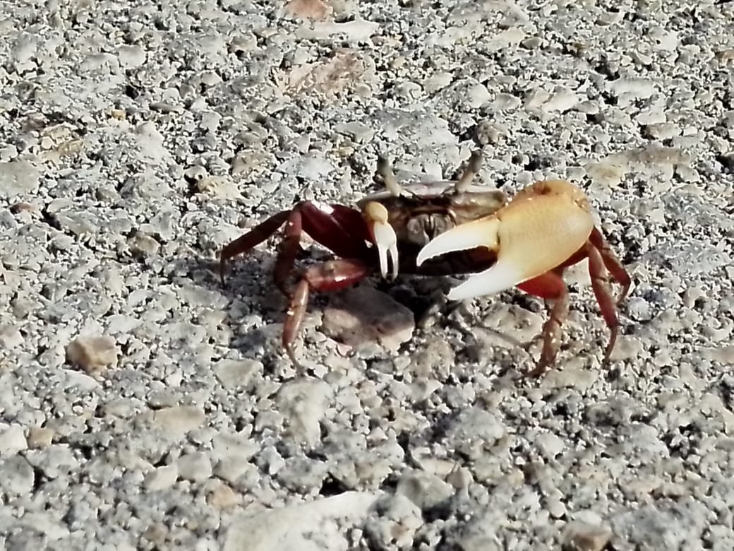 Varios cangrejos se vieron cruzando la carretera rumbo a la ciénega