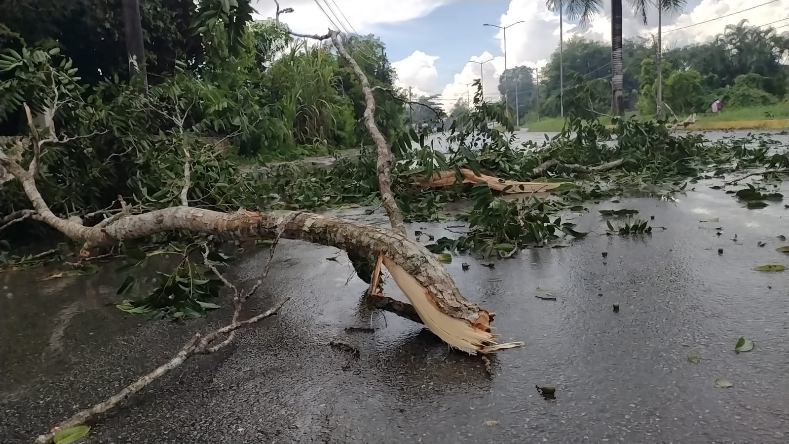 Las ramas de los árboles que cayeron en calles de Carrillo Puerto debido a la tromba, fueron retirados para permitir el paso de vehículos