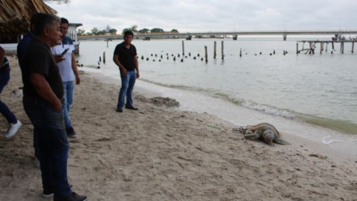 Detectan plaguicidas prohibidos en la Laguna Términos en Ciudad del Carmen, Campeche