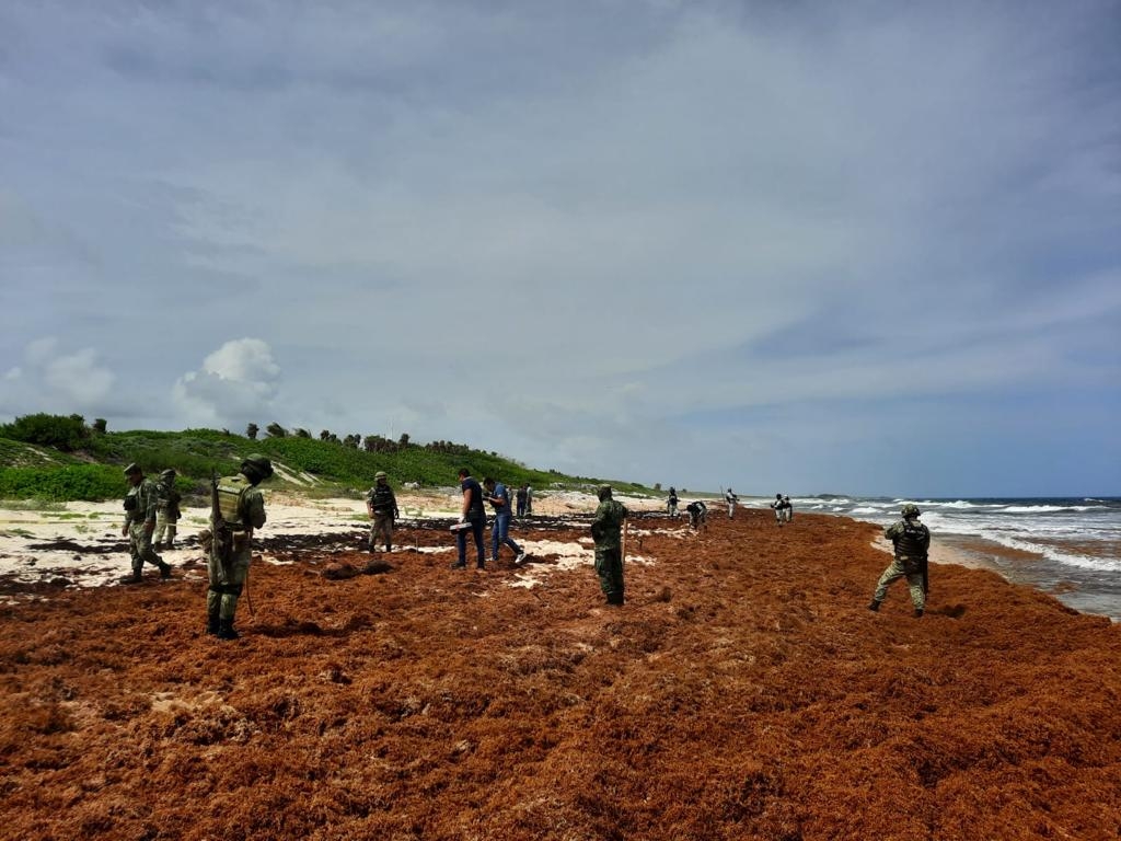 Encuentran paquetes de droga entre el sargazo en Cozumel