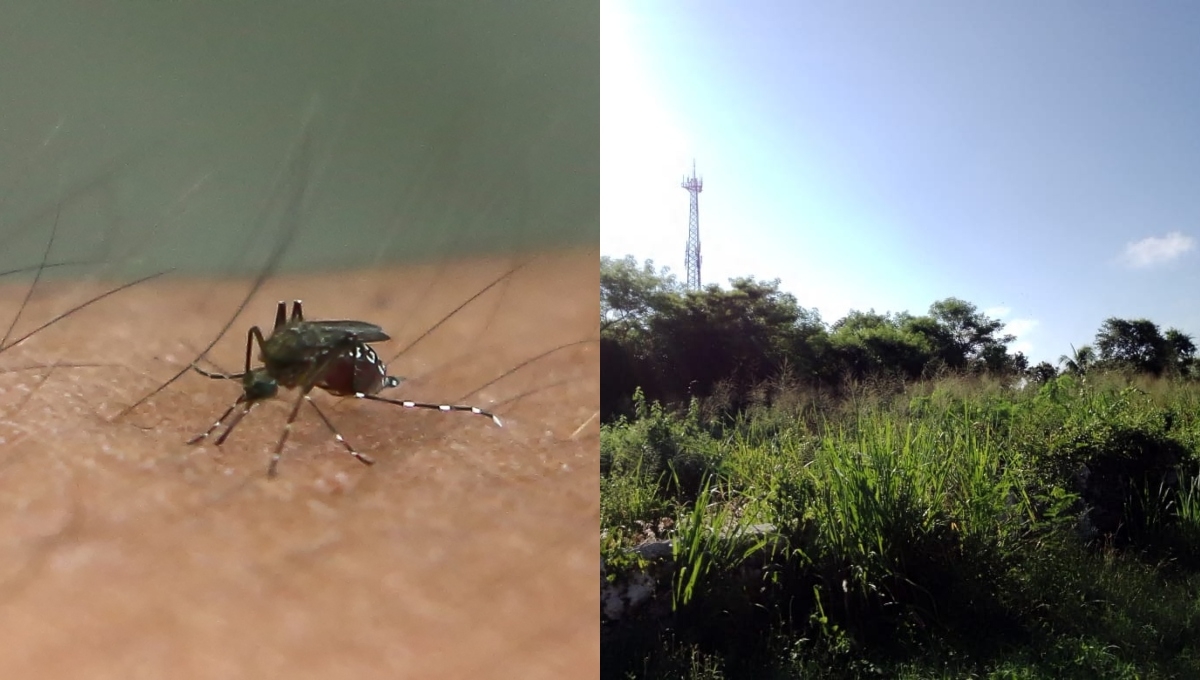 Habitantes comentan que el insecto “ataca” más durante las mañanas y en las noches