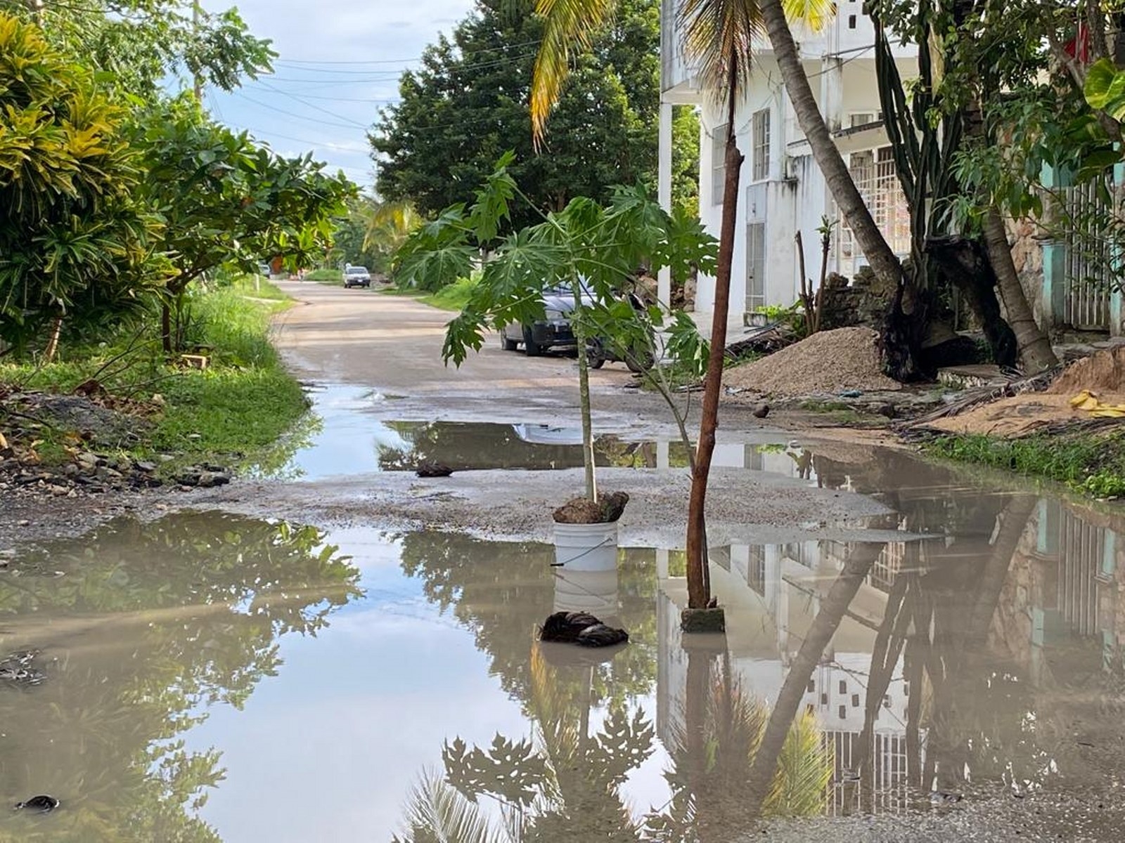 Vecinos plantan papayas en baches de Carrillo Puerto a manera de protesta