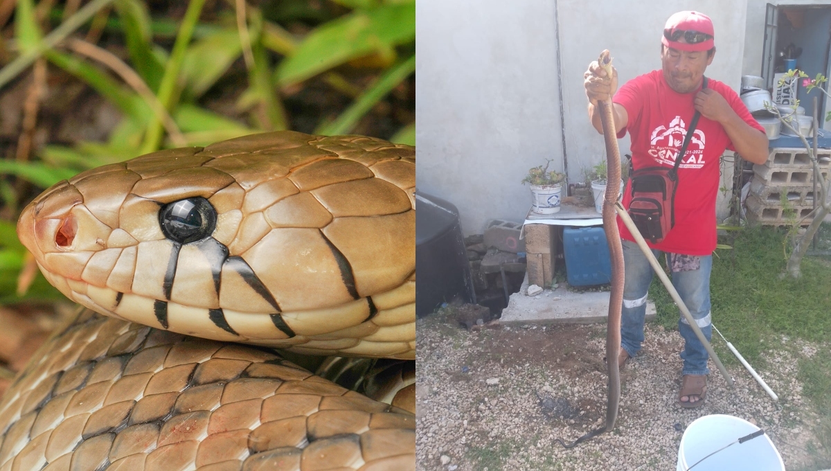 La serpiente Ekuneil es de las más grandes de la Península de Yucatán