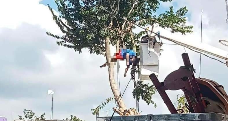 El empleado chocó su machete contra los cables de alta tensión que se encontraban cerca del árbol