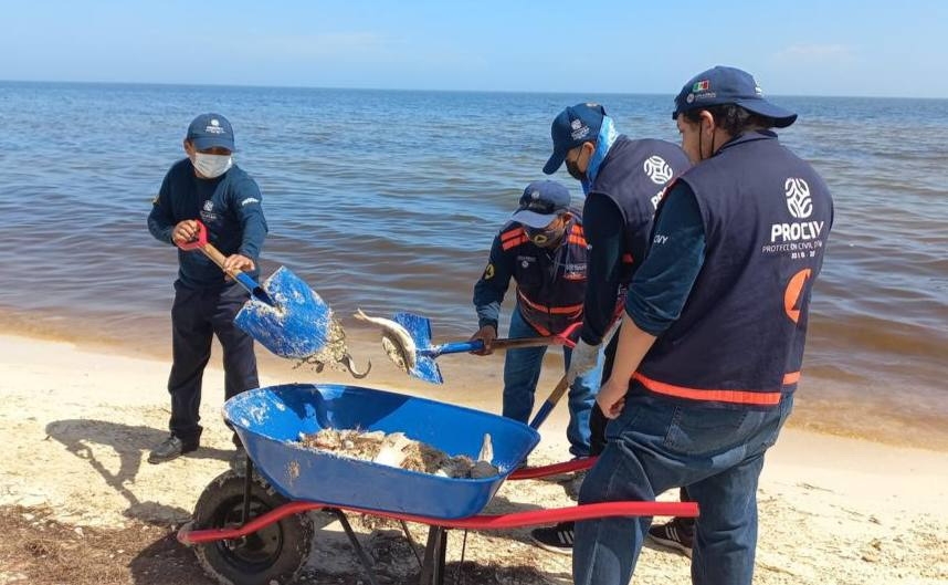 Aguas fecales en Yucatán amenazan con desaparecer al 70% de la biodiversidad marina: UAM