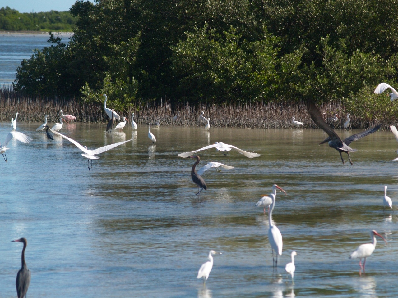 Aves crean espectáculo natural con su llegada en la ciénega de Chabihau, Yucatán