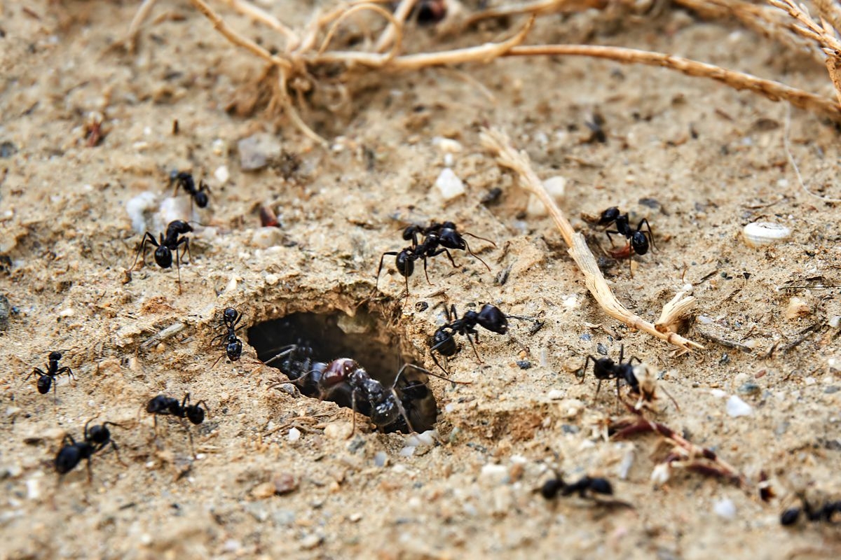 Presencia de hormigas, el antiguo presagio que advierte sobre las lluvias en Yucatán